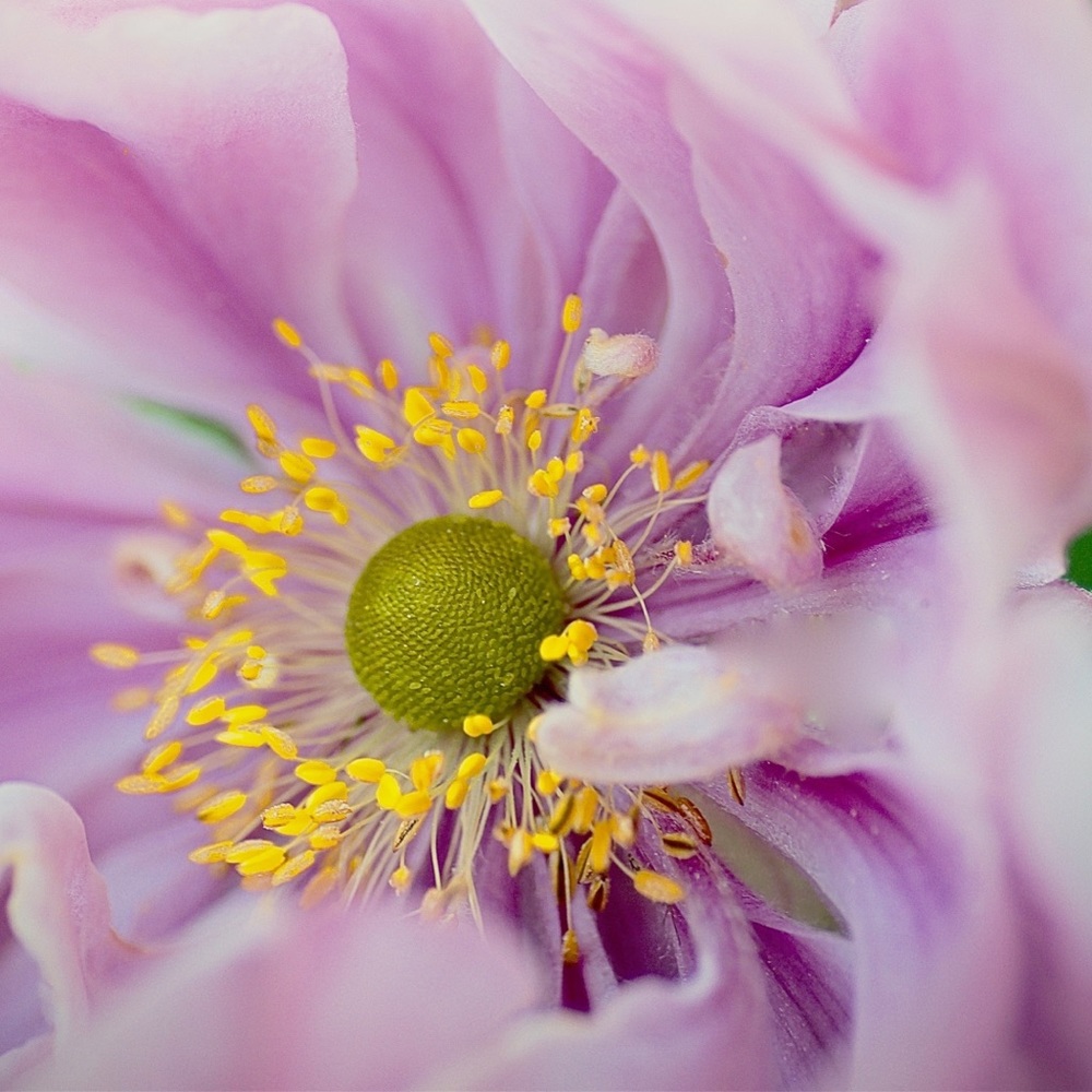 Meet your Posher, Divine